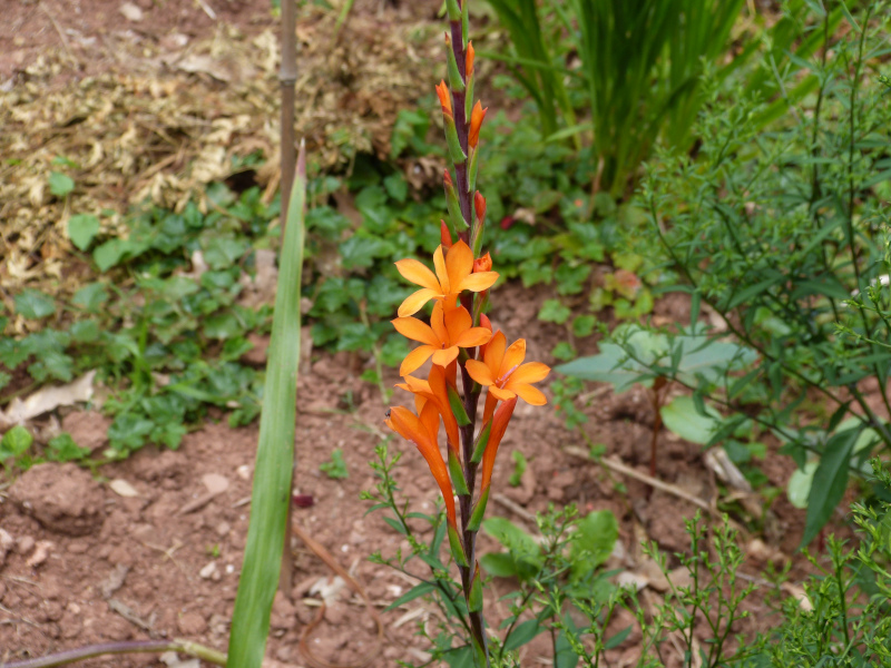 Watsonia pilllansii.JPG