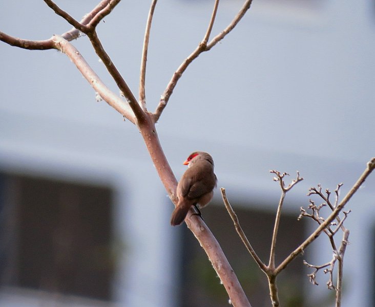 Waxbill.jpg