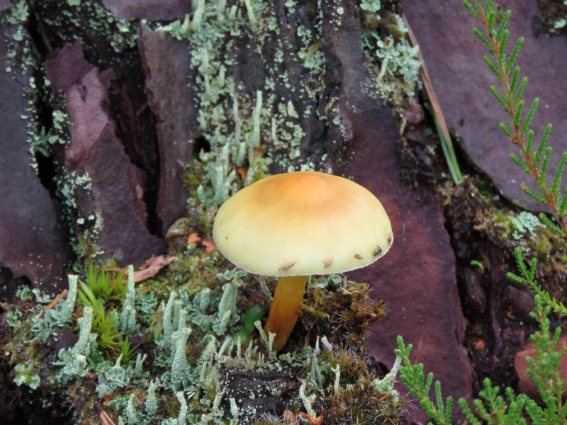 waxcap.JPG
