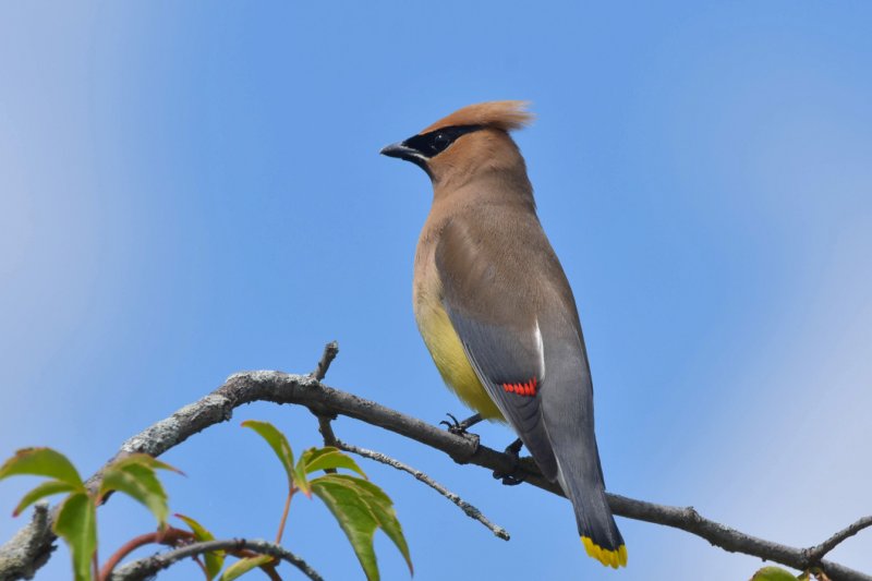 WAXWING gc.jpg