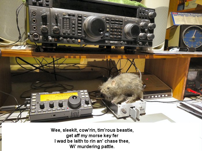 wee cowrin beastie.jpg