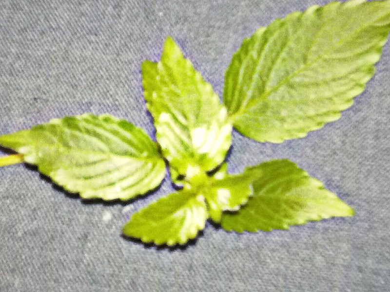 Weed1(1).jpg