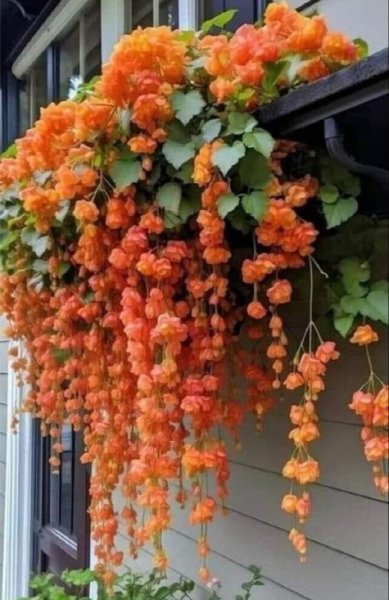 Weeping Begonia.jpg