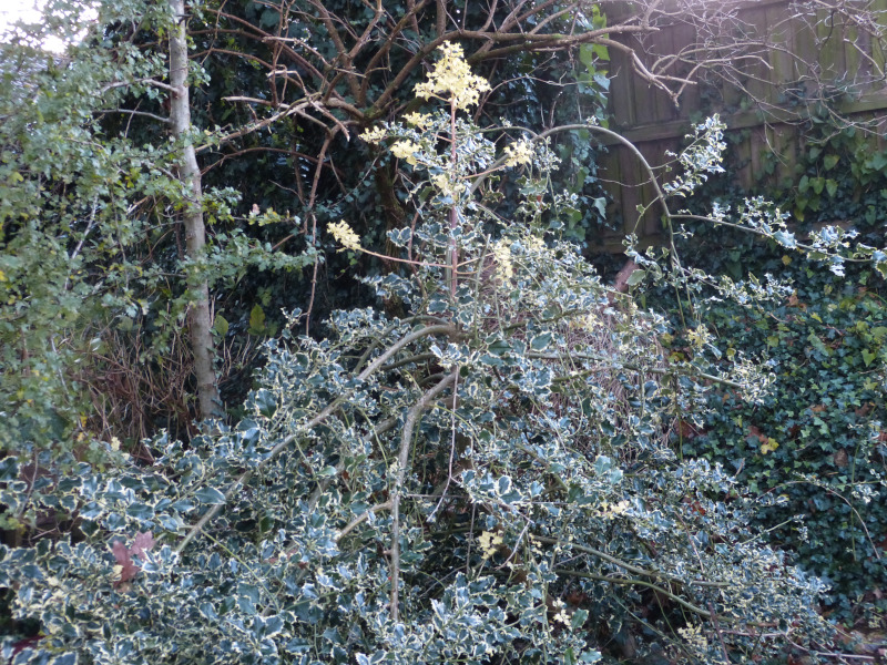 Weeping Holly.JPG
