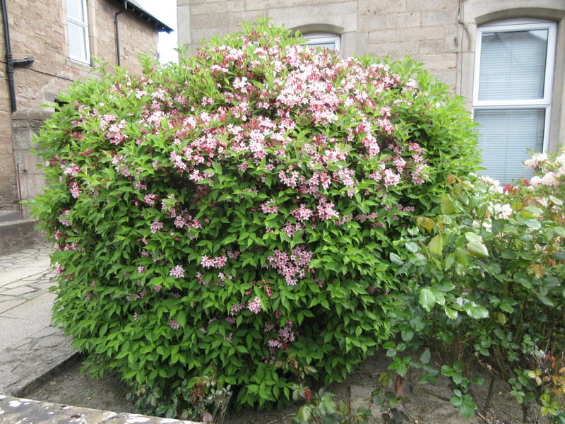WEIGELA  ROSEA  MAYBE 14-05-2022 13-43-08.JPG
