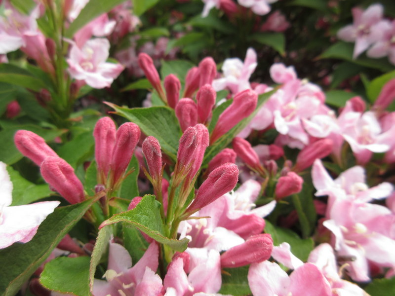 WEIGELA  ROSEA  MAYBE 14-05-2022 13-43-23.JPG
