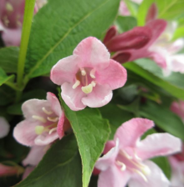 WEIGELA  ROSEA  MAYBE 14-05-2022 13-43-31.JPG