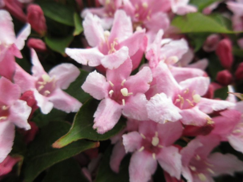 WEIGELA  ROSEA  MAYBE 14-05-2022 13-43-52.JPG