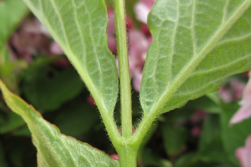 WEIGELA  ROSEA  MAYBE 14-05-2022 13-44-16.JPG