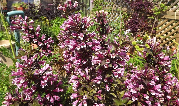 Weigelia.jpg