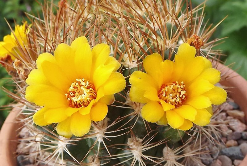 Weingartia neocumingii.JPG