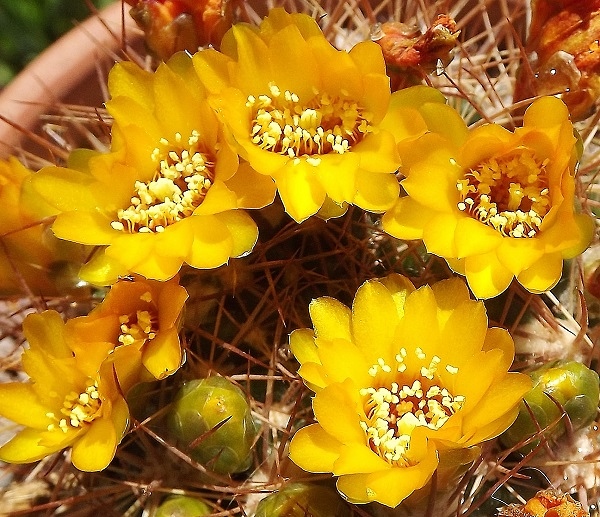 Weingartia neocumingii.jpg