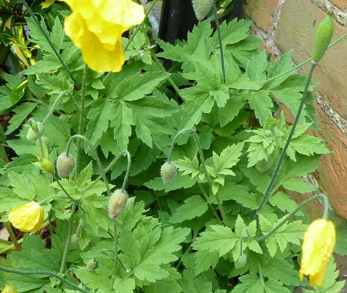 welsh poppy.jpg