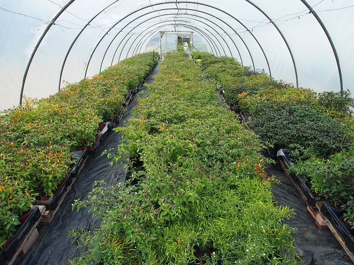 westbex chillies.jpg