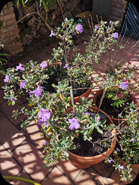 Westringia 10 Oct 25.jpg