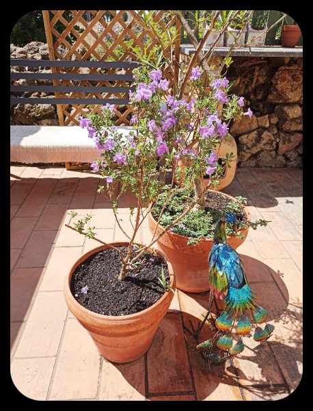 Westringia2 8 Jul 22.jpg