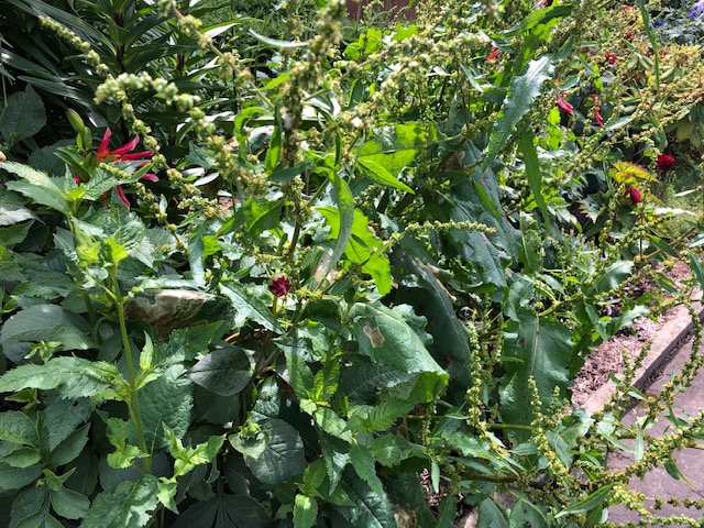 what is it called.jpg