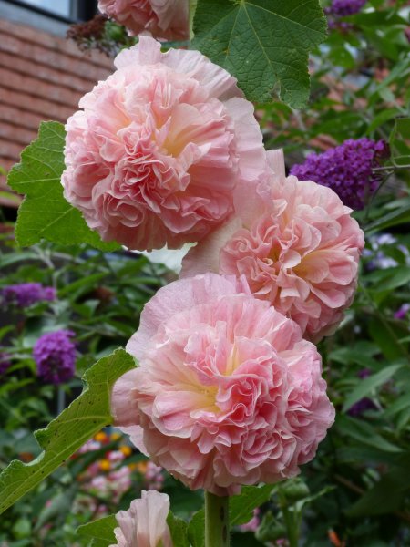 What's looking good  5 August 2012 001.JPG