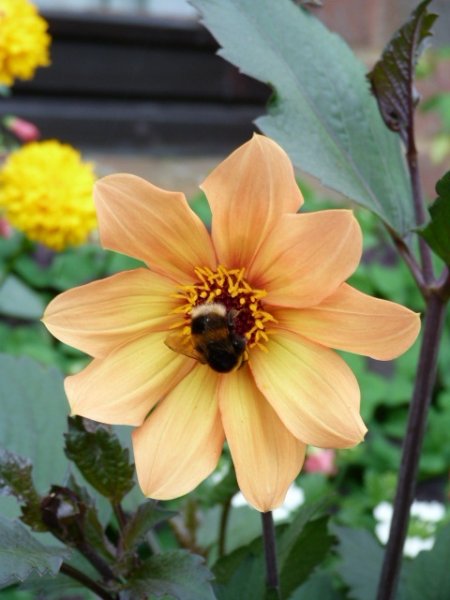 What's looking good  5 August 2012 009.JPG