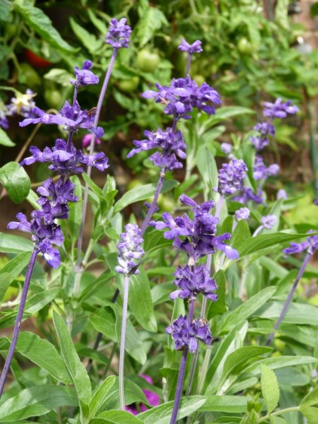 What's looking good  5 August 2012 015.JPG