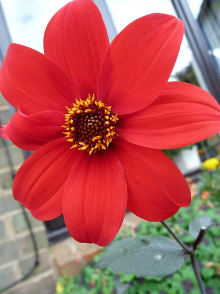 What's looking good 5 August 2012 019.JPG