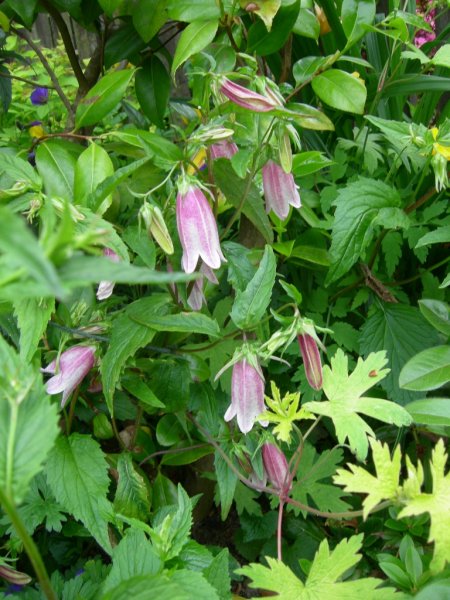 What's looking good in June 2012 001 (768x1024).jpg