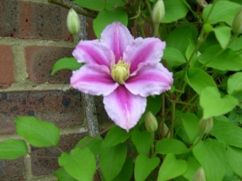 What's looking good in June 2012 003 (1024x768).jpg