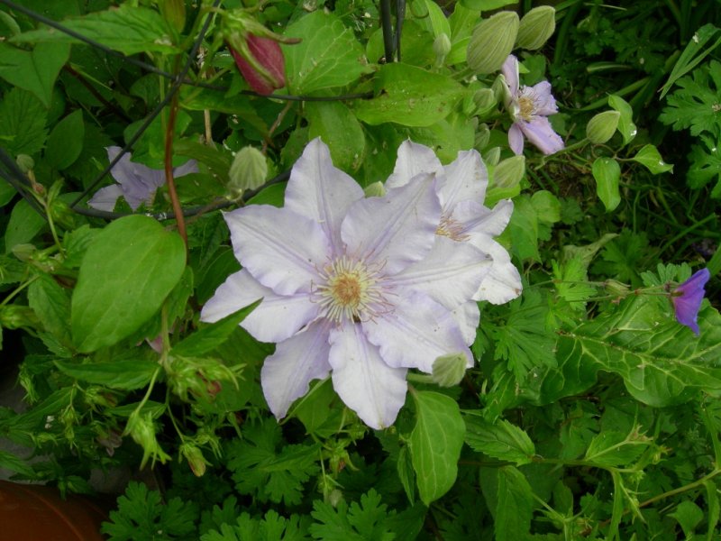 What's looking good in June 2012 004 (1024x768).jpg