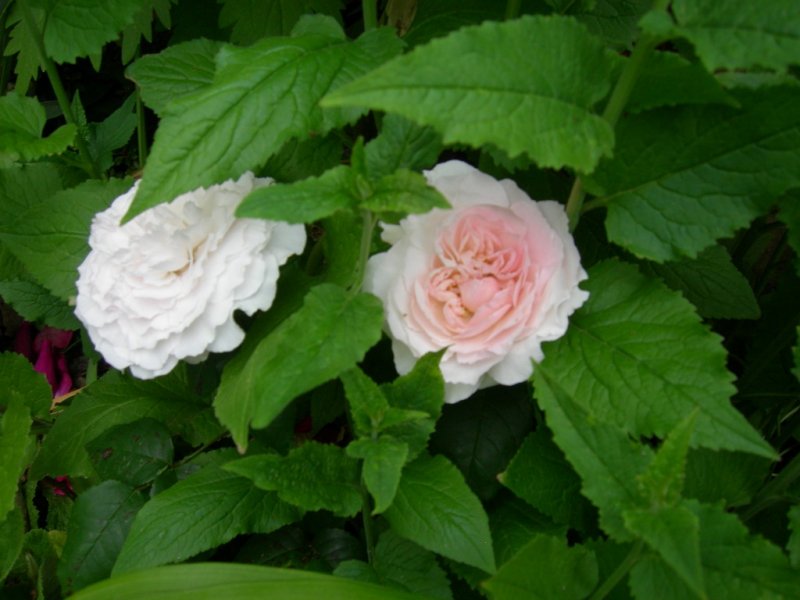 What's looking good in June 2012 005 (1024x768).jpg