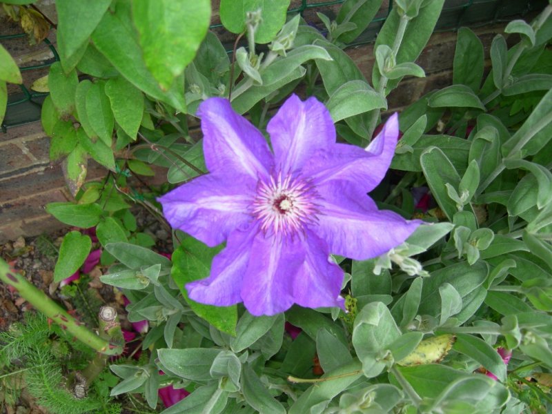 What's looking good in June 2012 006 (1024x768).jpg