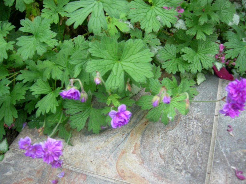 What's looking good in June 2012 007 (1024x768).jpg