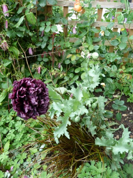 What's looking good July 2012 015.JPG