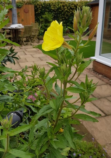 WhatsApp Image 2017-07-01 at 07.17.28.jpeg