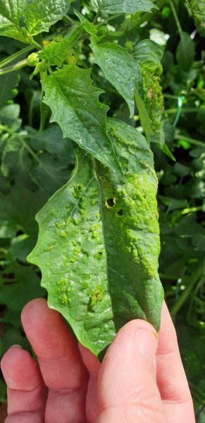 WhatsApp Image 2020-07-06 at 17.56.20 (1).jpeg