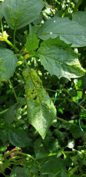 WhatsApp Image 2020-07-06 at 17.56.20.jpeg