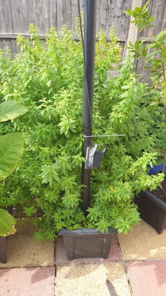 WhatsApp Image 2020-07-18 at 20.21.44 (2).jpeg