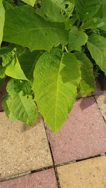 WhatsApp Image 2020-07-18 at 20.21.44 (3).jpeg