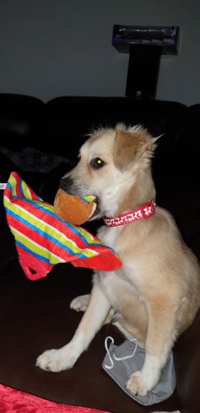 WhatsApp Image 2020-11-01 at 23.31.32.jpeg