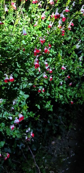 WhatsApp Image 2020-12-03 at 20.46.13.jpeg