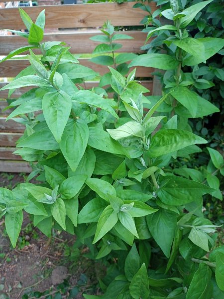 WhatsApp Image 2021-07-21 at 09.59.07.jpeg