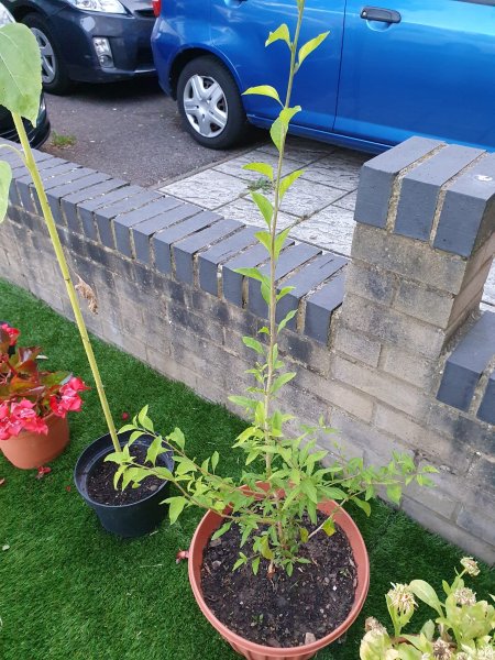 WhatsApp Image 2021-07-21 at 21.02.57.jpeg