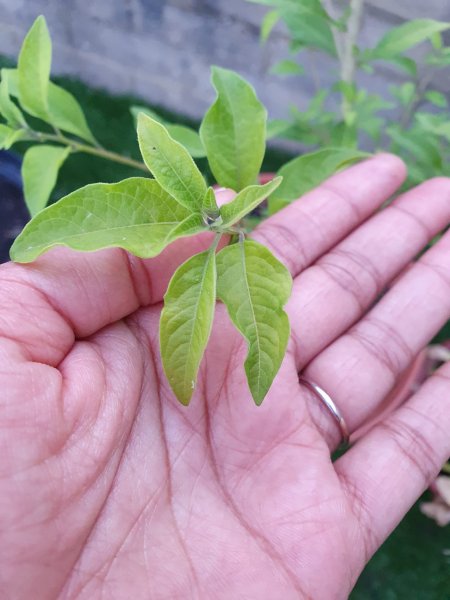 WhatsApp Image 2021-07-21 at 21.02.58.jpeg