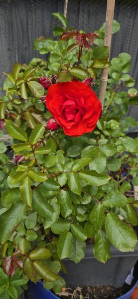 WhatsApp Image 2025-05-25 at 18.28.45_afe4039d.jpg