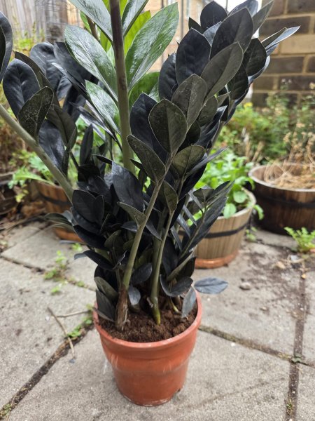 WhatsApp Image 2025-08-19 at 19.35.59_f52eb652.jpg