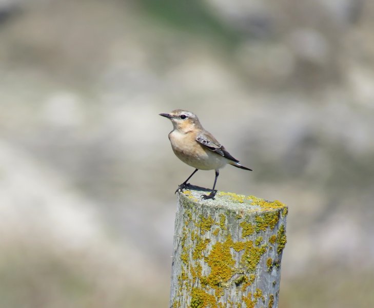 WHEATEAR 1.JPG