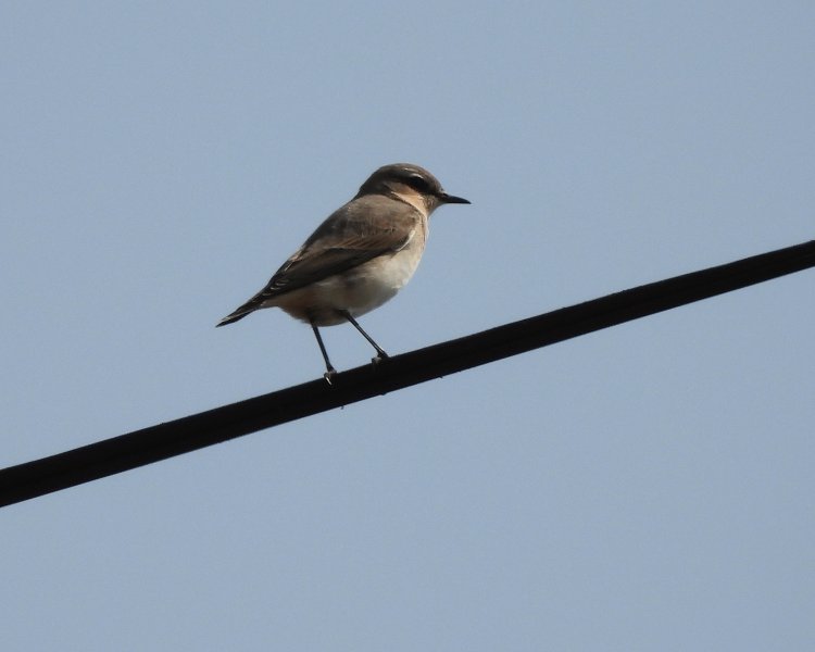 Wheatear 1.JPG