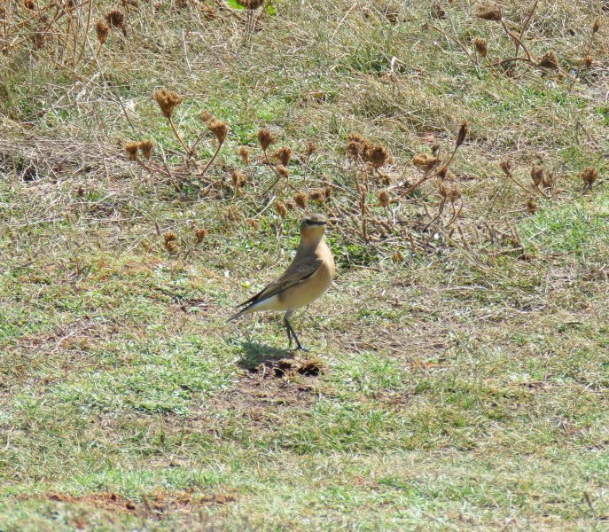WHEATEAR 2.JPG