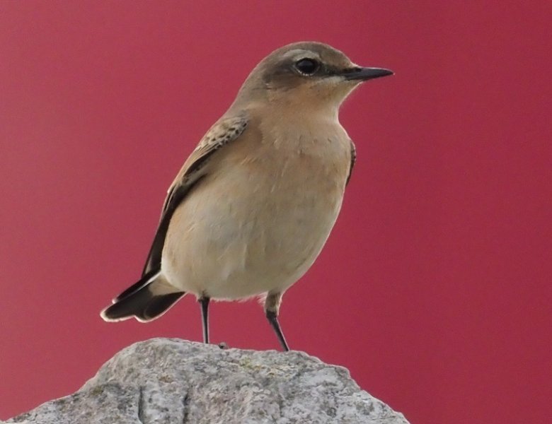 wheatear 2019 red.jpg