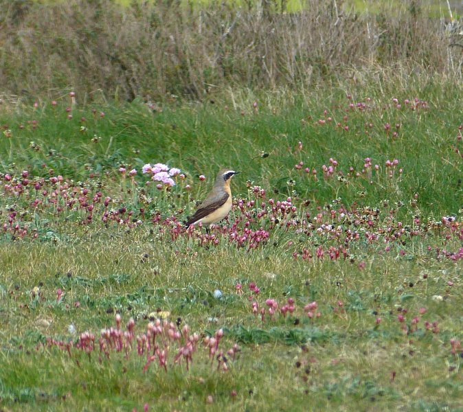 wheatear 3.JPG