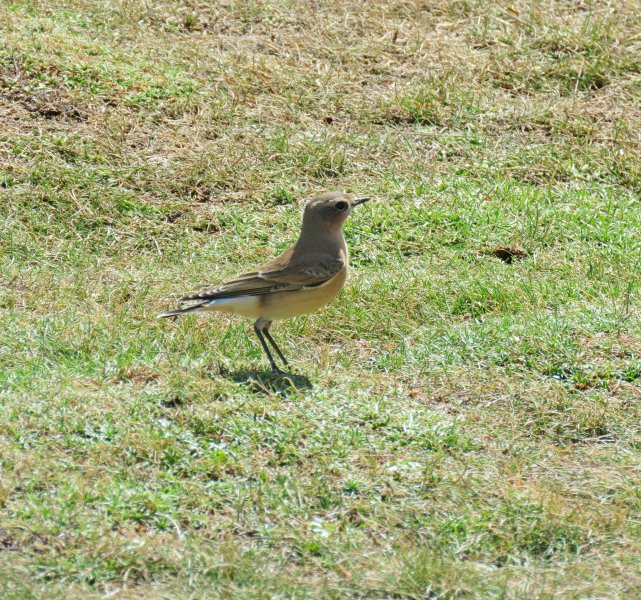 WHEATEAR 3.JPG